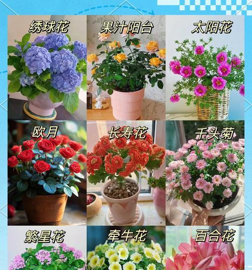 6种常见盆栽开花秘诀？好养又好看的盆栽有哪些？