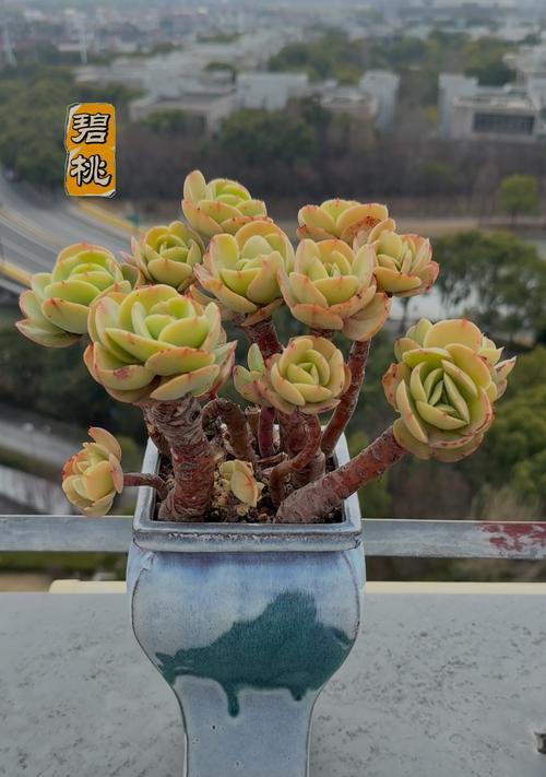 碧桃如何成为春日里的粉红仙子？