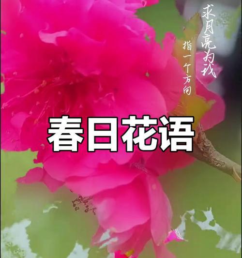 碧桃如何成为春日里的粉红仙子？