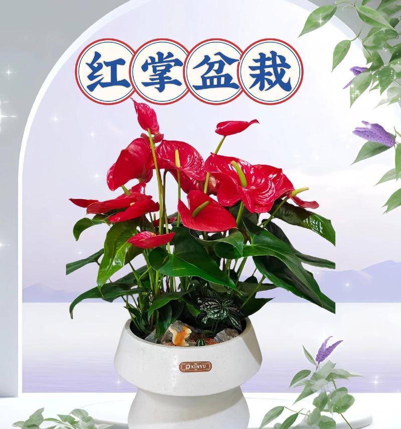 红掌盆栽苗怎么养？有哪些养护要点？
