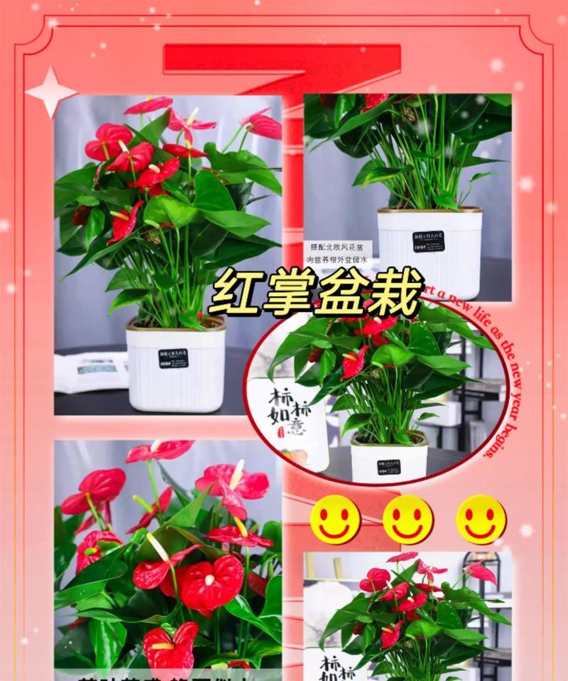 红掌盆栽苗怎么养？有哪些养护要点？