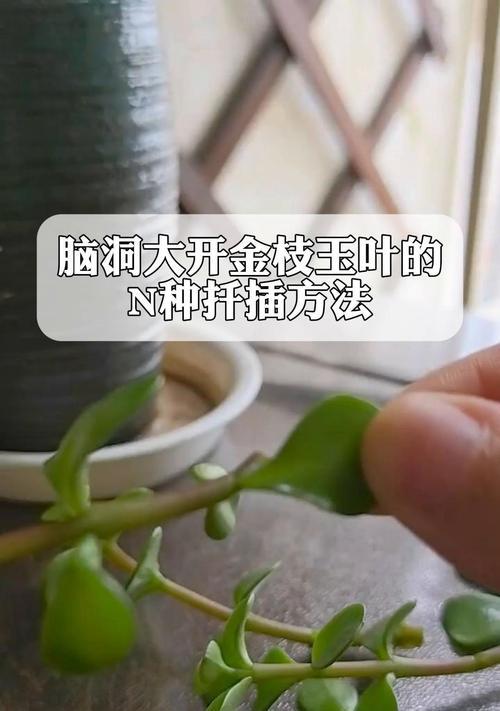 扦插方法有科学依据吗？108种扦插解析是什么？