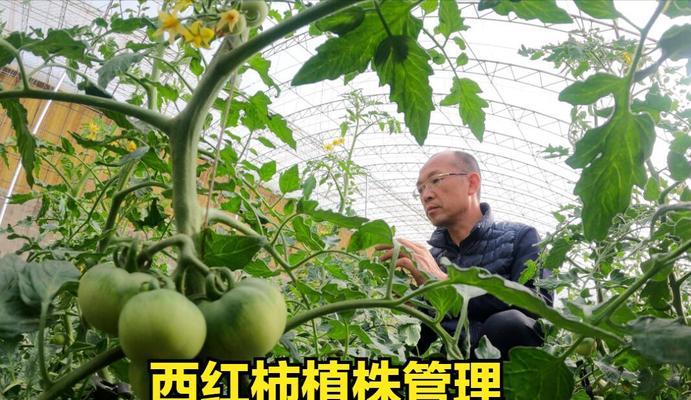 大棚西红柿种植技术全面吗？管理要点有哪些？
