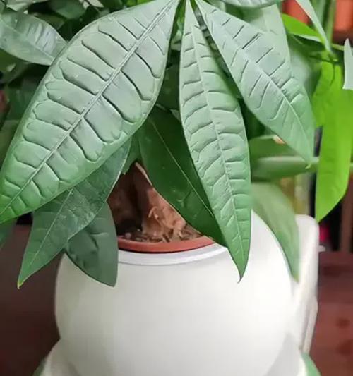 盆栽带盆栽好吗？如何选择合适的盆栽？