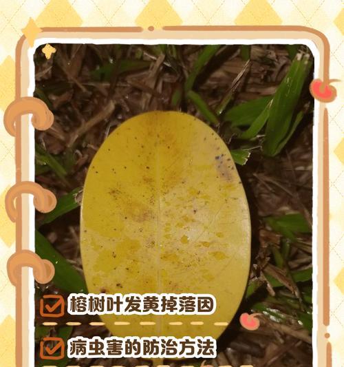 植物叶子发黄怎么办？原因与解决方法是什么？