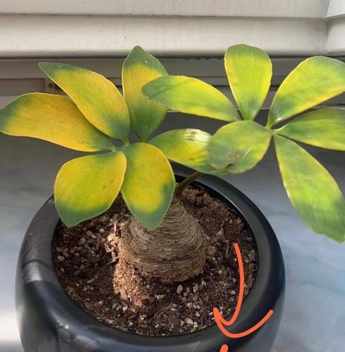 植物叶子发黄怎么办？原因与解决方法是什么？