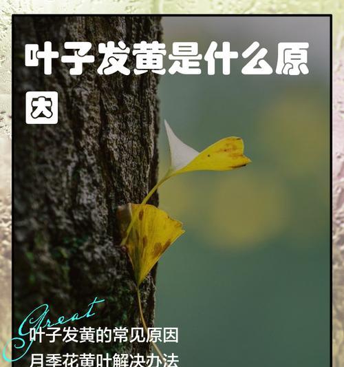 植物叶子发黄怎么办？原因与解决方法是什么？