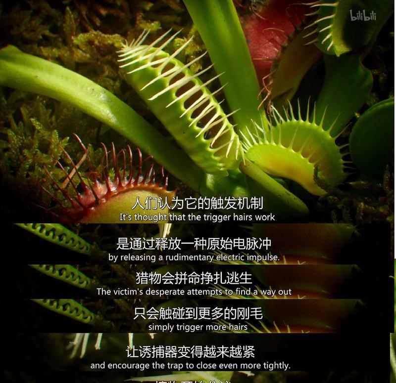 捕蝇草是什么植物？它的特性有哪些？