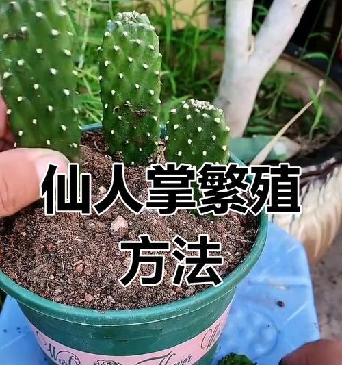 仙人掌冬季叶子保护技巧是什么？