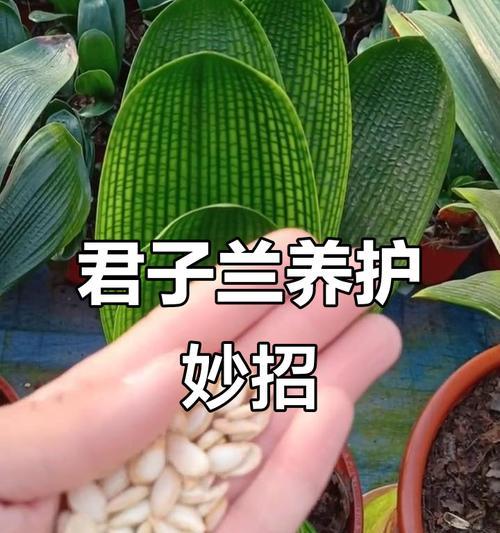 君子兰的最佳养殖方法有哪些？