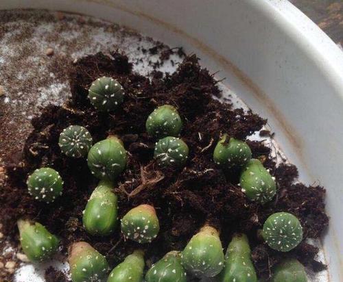 仙人球浇水用熬水好吗？最佳浇水方法是什么？
