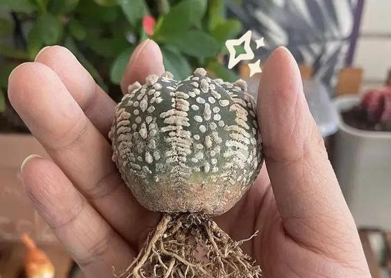 仙人球浇水用熬水好吗？最佳浇水方法是什么？