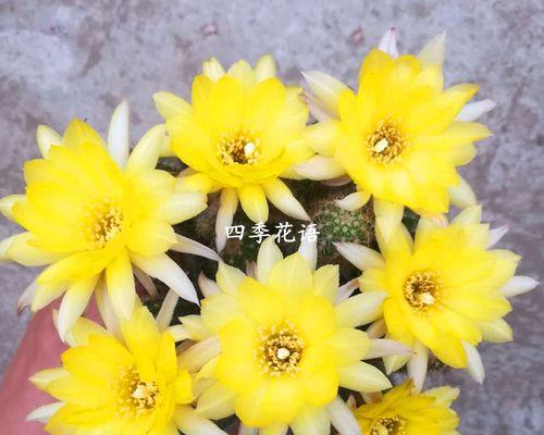 白檀仙人球侧芽的培养技巧是什么？