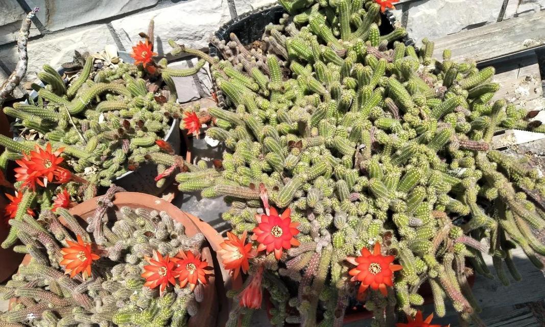 白檀仙人球侧芽的培养技巧是什么？