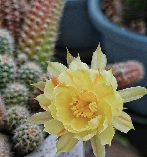 白檀仙人球侧芽的培养技巧是什么？