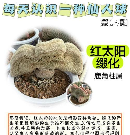 红凤凰丽花仙人球的养殖方法有哪些？