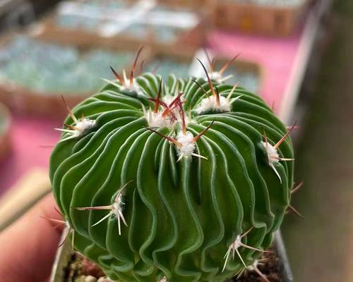 象牙雪顶仙人球的养殖难度如何？