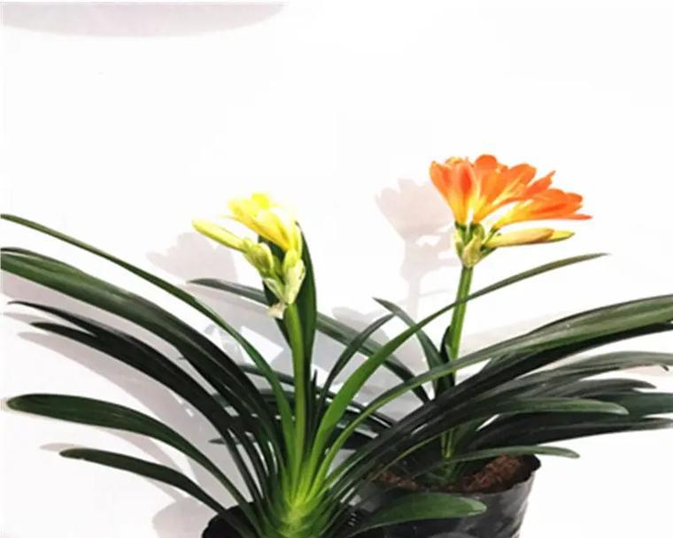 君子兰的花为何比叶子矮？