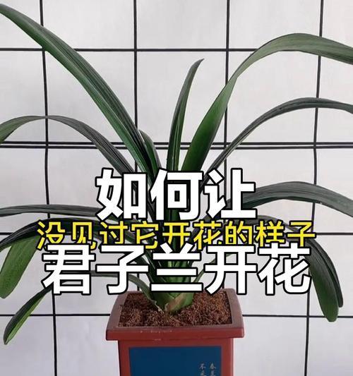 君子兰施肥后多久浇水合适？