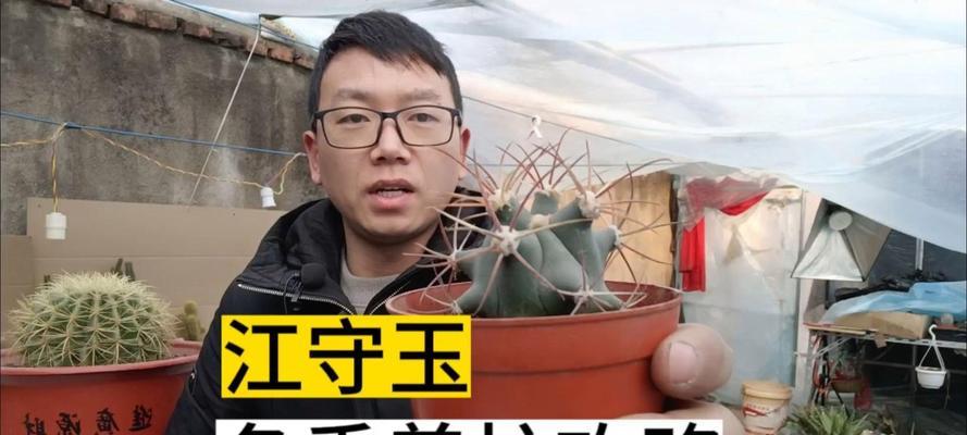 仙人球刺多如何安全栽种？