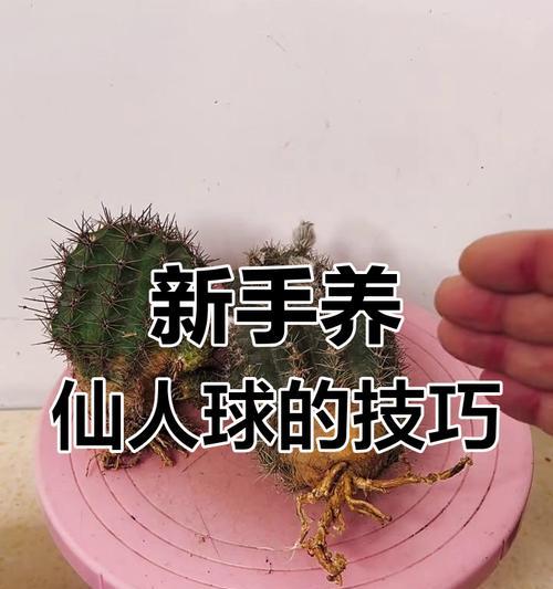 仙人球刺多如何安全栽种？