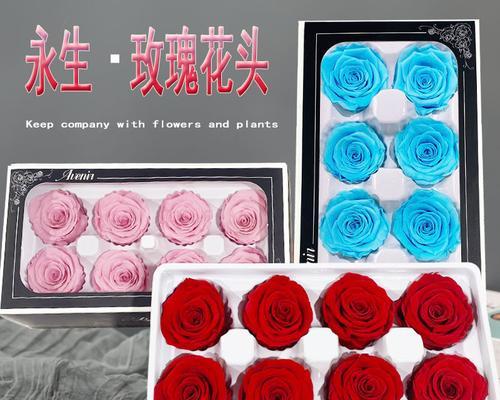 单朵永生玫瑰花的养护方法是什么？