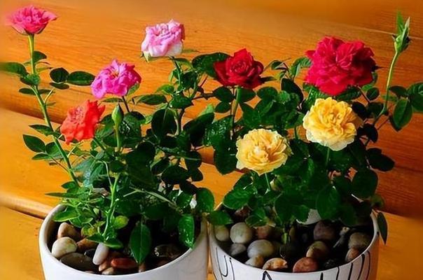 哪种玫瑰花品种无需过多照顾？