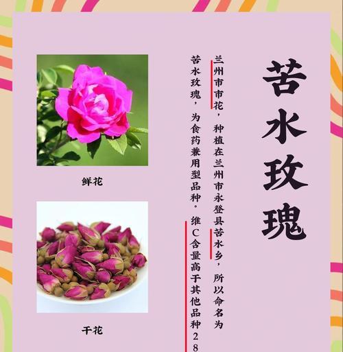 哪种玫瑰花品种无需过多照顾？