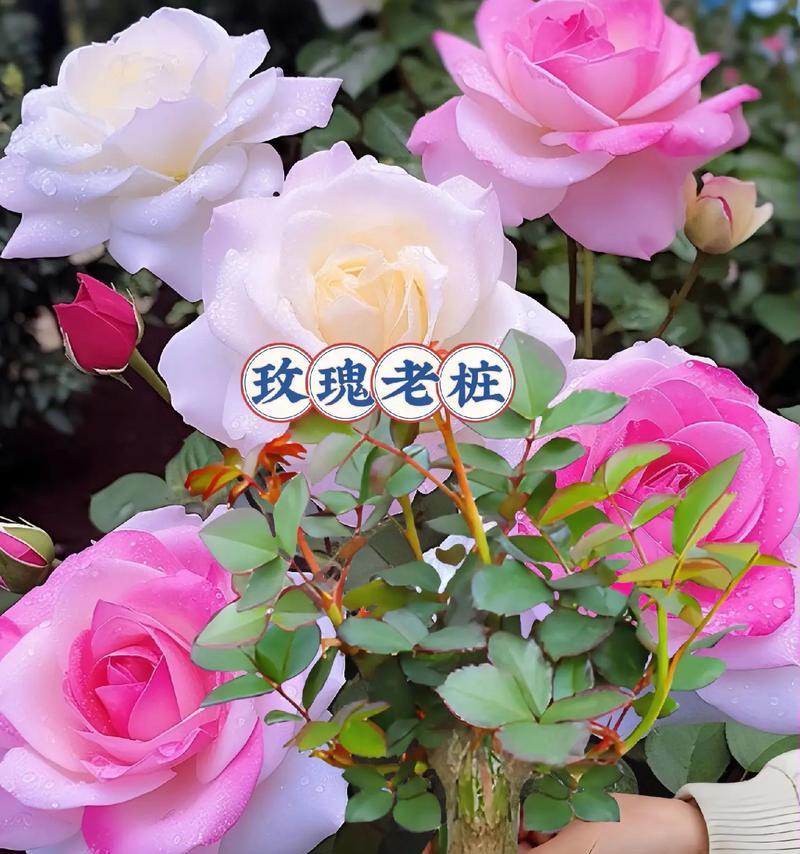 玫瑰花为何需要低温养护？