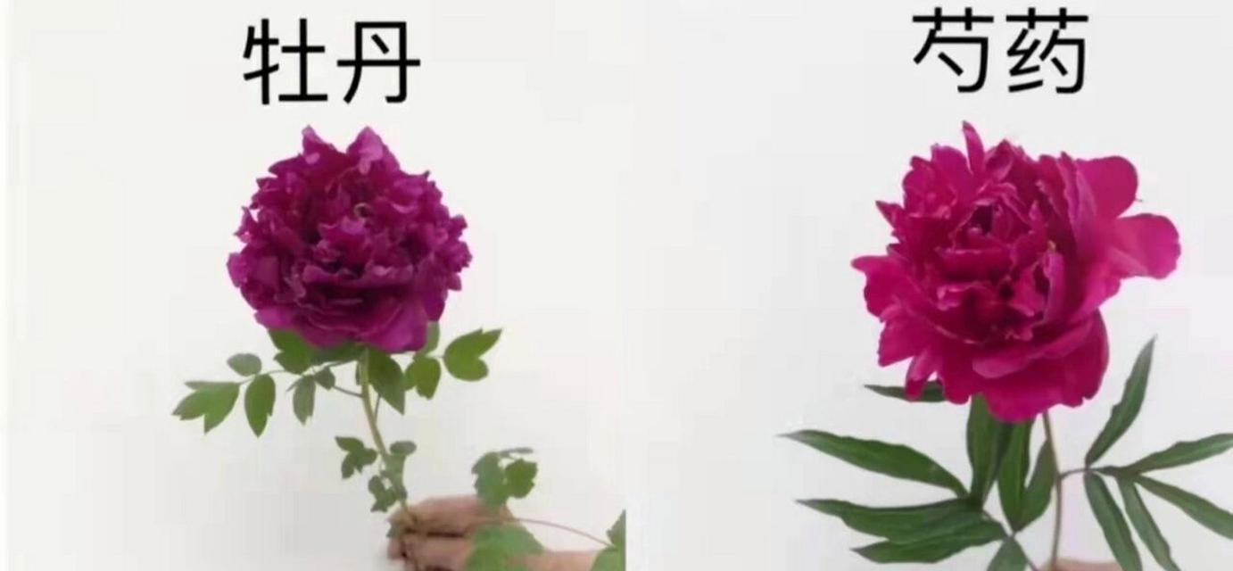 牡丹花养护应遵循哪些原则？