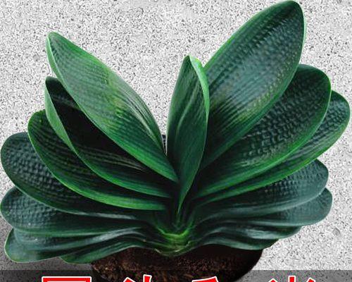 君子兰圆头盆栽的养护与管理技巧是什么？