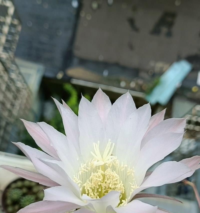 仙人球几年才会开花？开花周期和条件是什么？