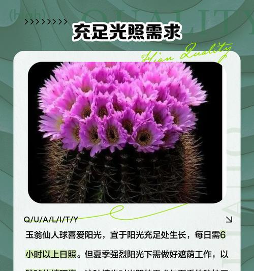 仙人球几年才会开花？开花周期和条件是什么？