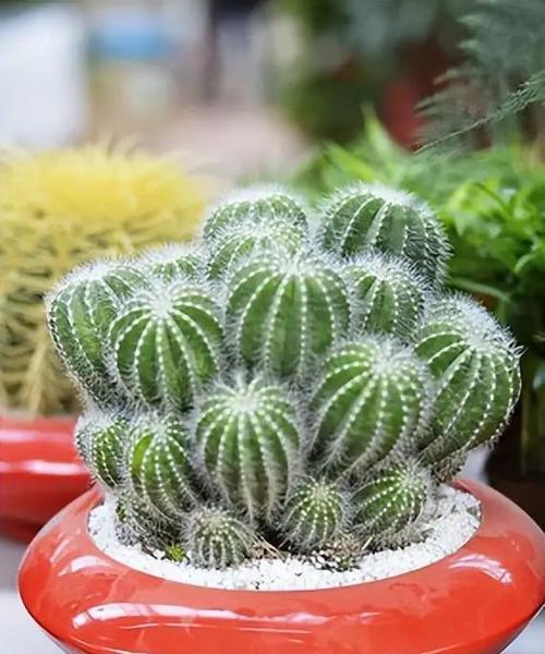 瓷盆种植仙人球的方法？花盆选择对仙人球生长有何影响？