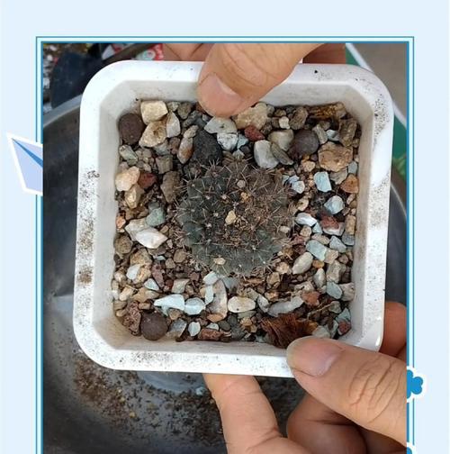 瓷盆种植仙人球的方法？花盆选择对仙人球生长有何影响？