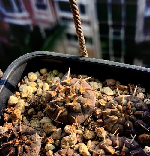 水泥麒麟仙人球的养殖技巧？如何保持水泥麒麟仙人球的健康？