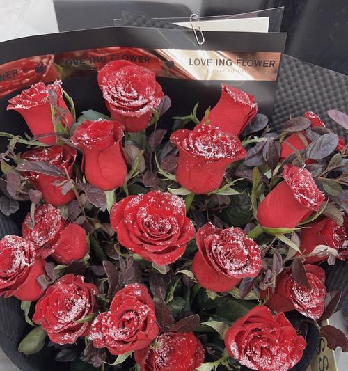 玫瑰花能保持多久新鲜？如何延长玫瑰花的花期？