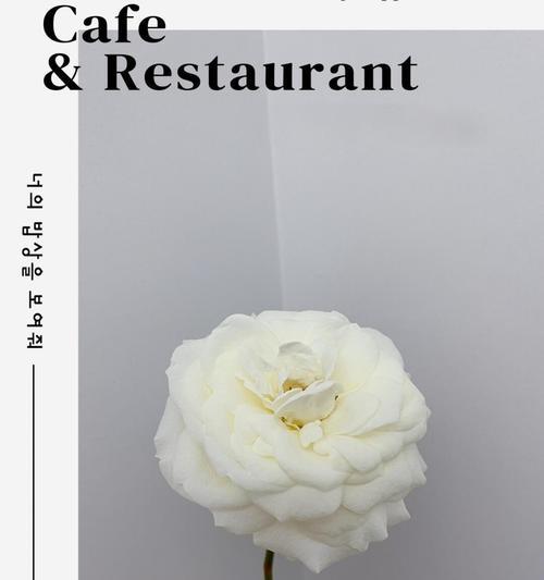玫瑰花能保持多久新鲜？如何延长玫瑰花的花期？