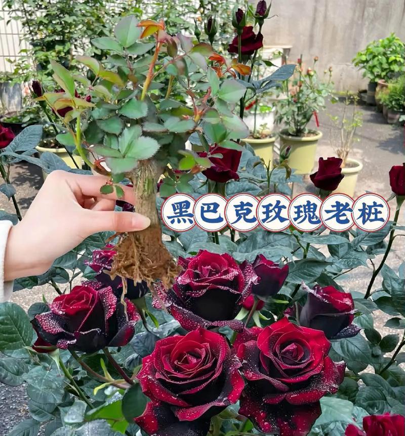 玫瑰花能保持多久新鲜？如何延长玫瑰花的花期？