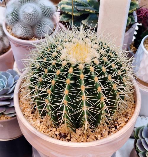 仙人球种植盆高度选择标准？种植盆高度对仙人球生长的影响？