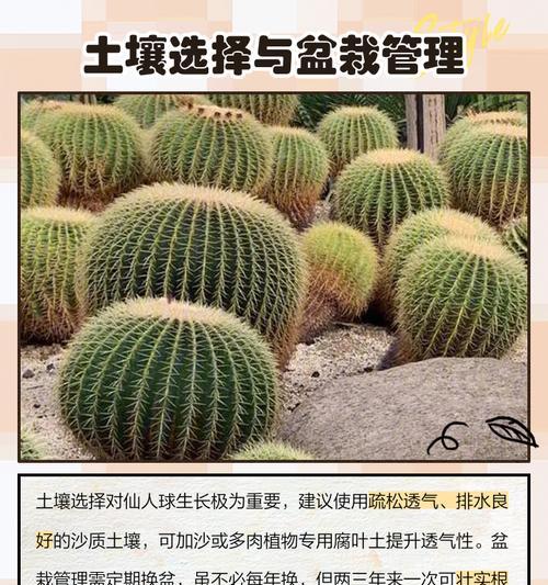 仙人球种植盆高度选择标准？种植盆高度对仙人球生长的影响？