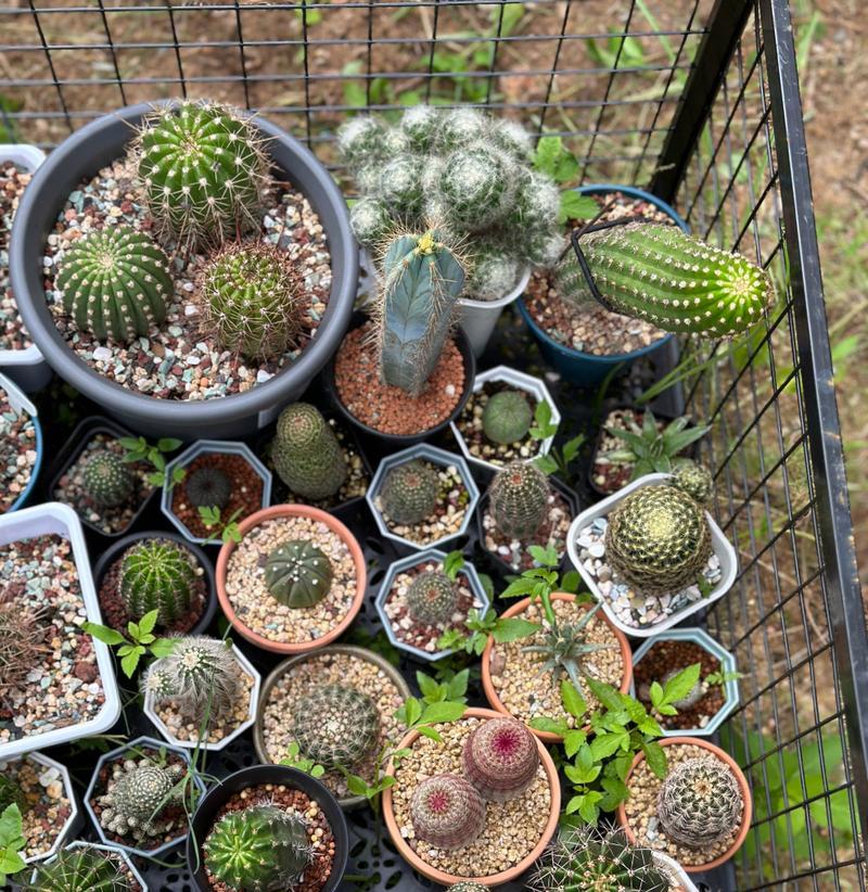 仙人球种植盆高度选择标准？种植盆高度对仙人球生长的影响？