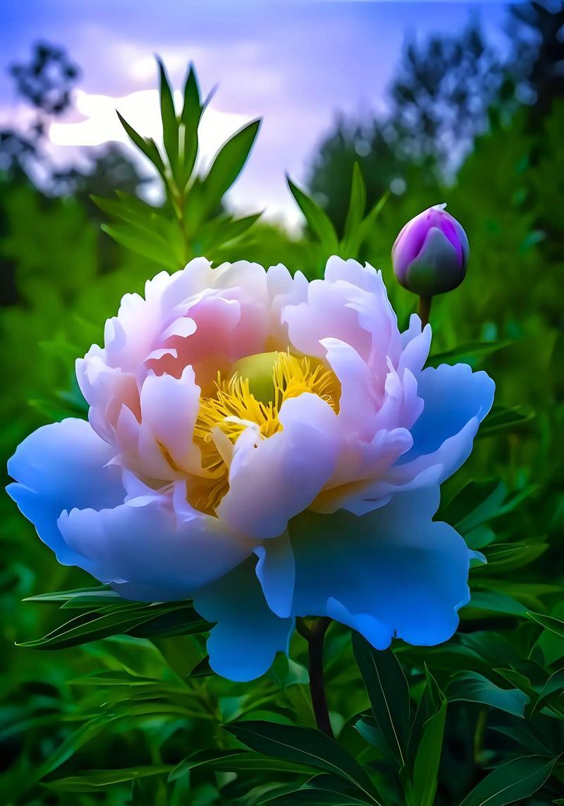 牡丹花的养护与管理技巧？如何保持牡丹花的美丽？