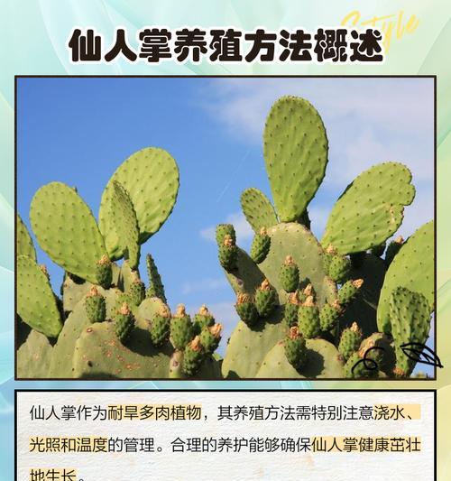 仙人掌球快速生长的方法？如何促进仙人掌球的健康成长？