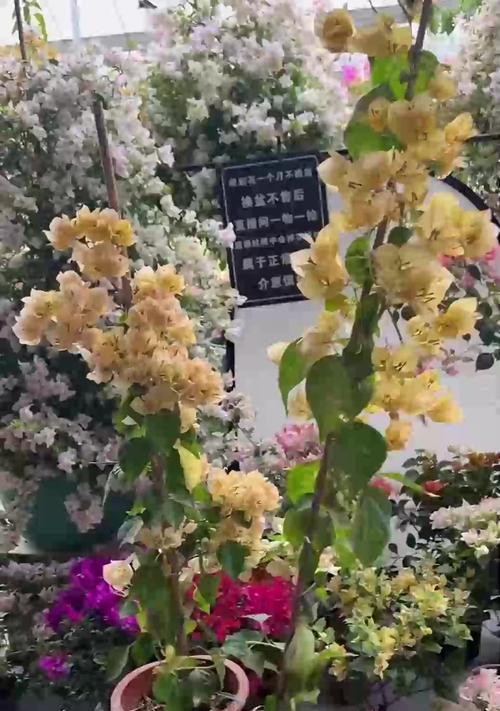 牡丹花不开花的解决方法？如何处理牡丹花不开花的情况？