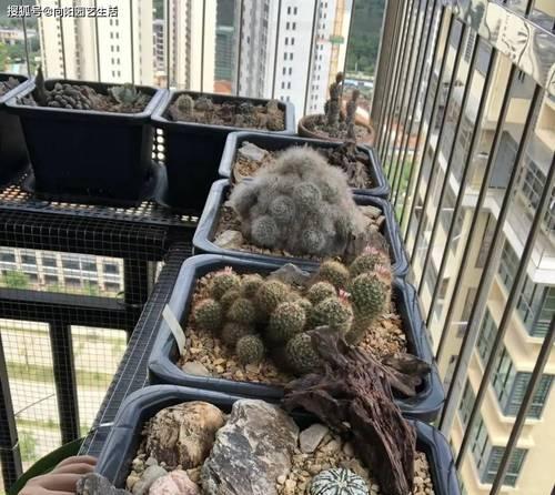 无刺仙人球的养护技巧？如何正确养护没刺的仙人球？