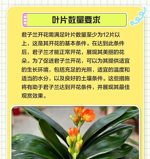 粘液君子兰的品种名称？粘液君子兰的养护要点是什么？