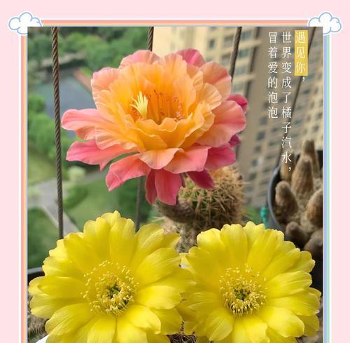 绯花玉仙人球的种植美观技巧？如何种植绯花玉仙人球？