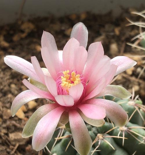 绯花玉仙人球的种植美观技巧？如何种植绯花玉仙人球？