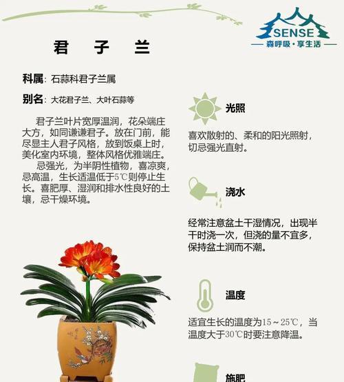君子兰夏季养护难题？如何在夏季保持君子兰的健康？